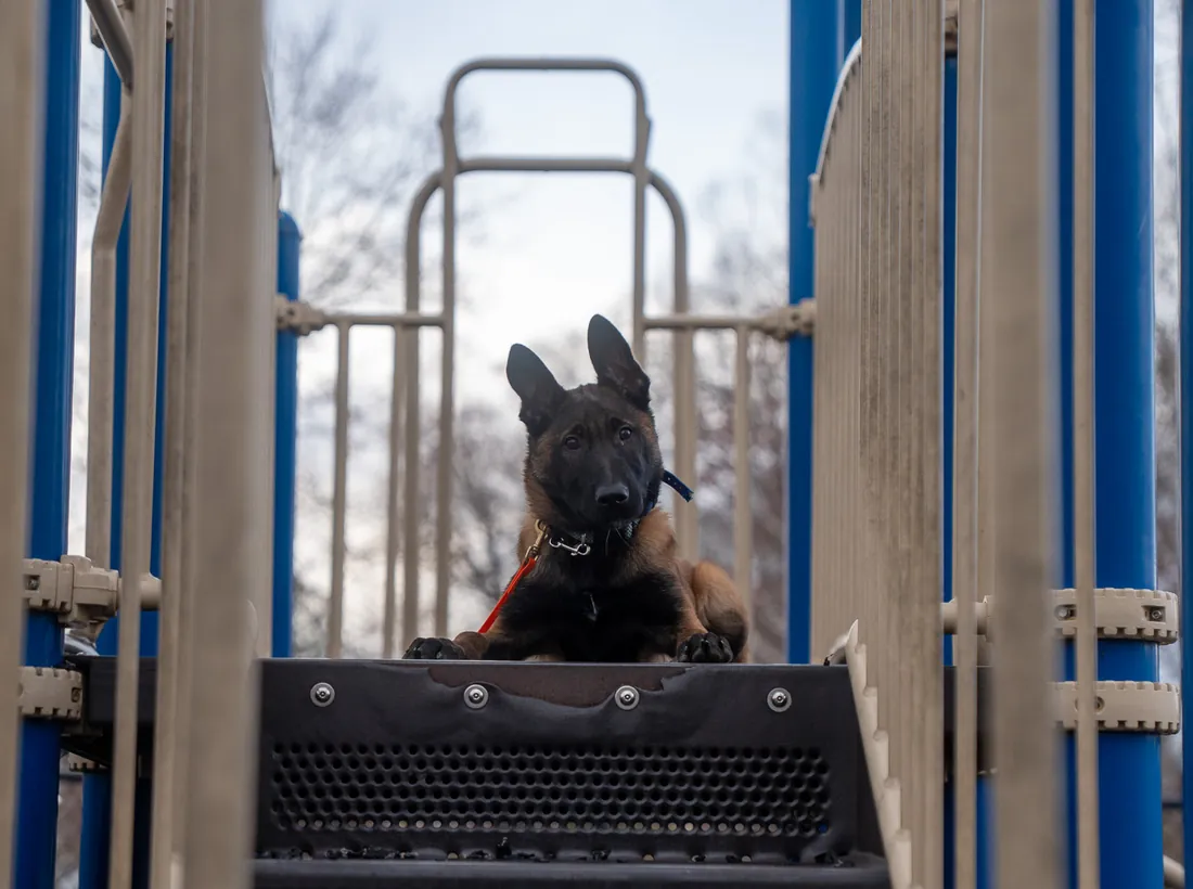 Three dogs holding a sit-stay in public, advanced obedience at Purest Canines