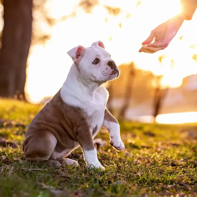 A puppy learning focus during training at Purest Canines