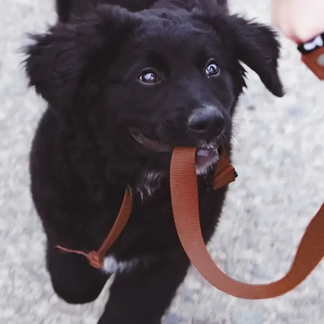 A puppy carrying its own leash at Purest Canines