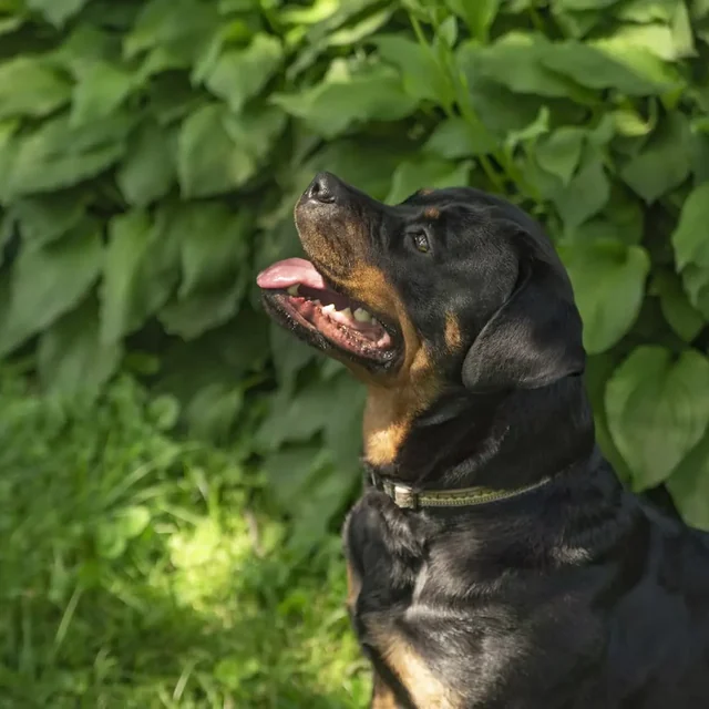 A Rottweiler after obedience training at Purest Canines