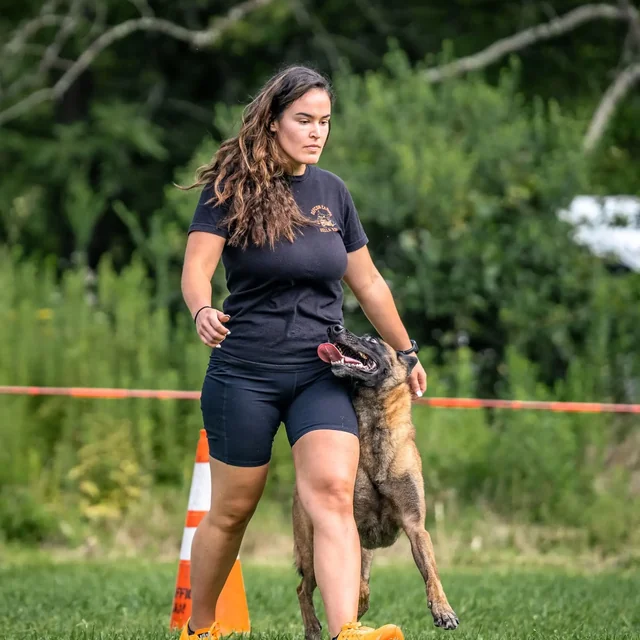 A trainer heeling a Malinois through an obedience course