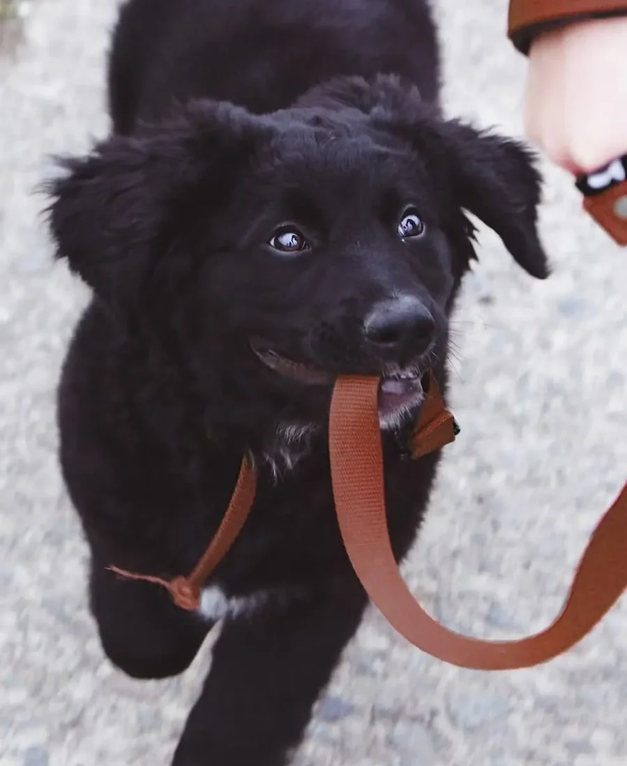 Puppy training landing page
