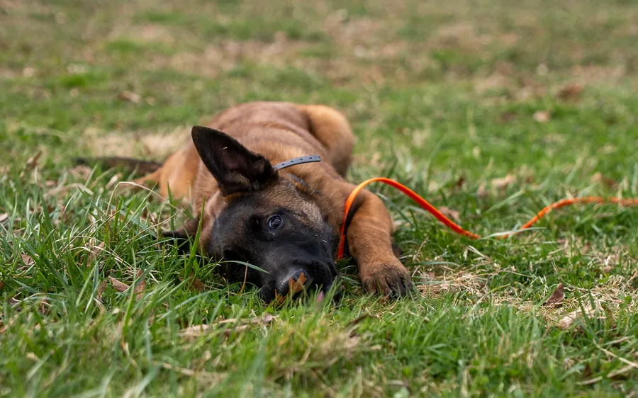 Puppy foundations program