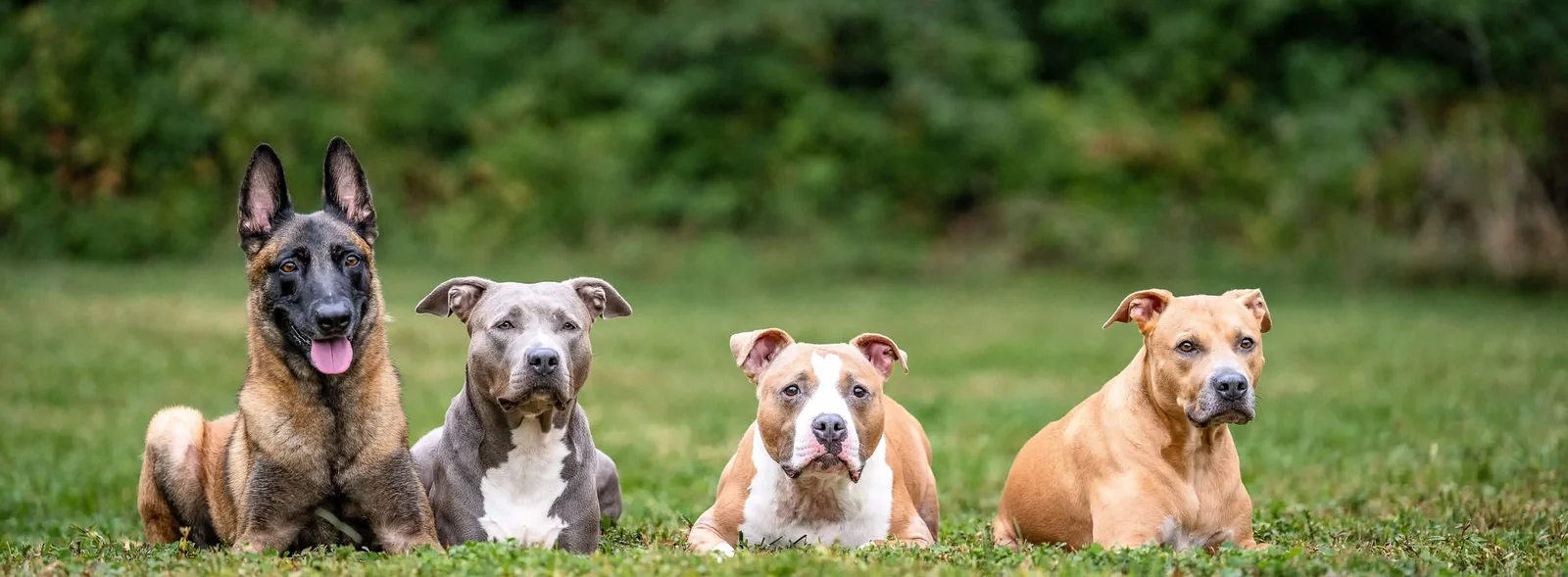 Four trained dogs holding a group stay at Purest Canines